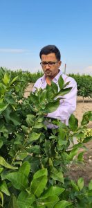 Dr. Qureshi observing citrus trees for pests