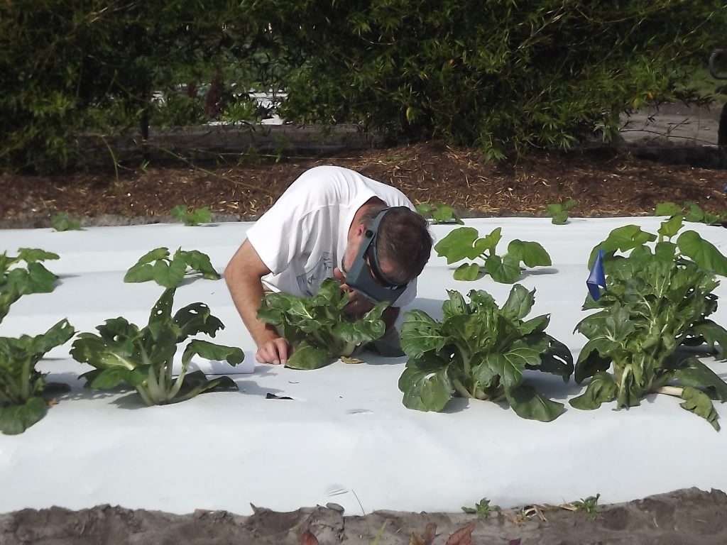 “Dr. Avery counting the pestiferous yellowmargined leaf beetles and the predatory spined soldier bugs on bok choy