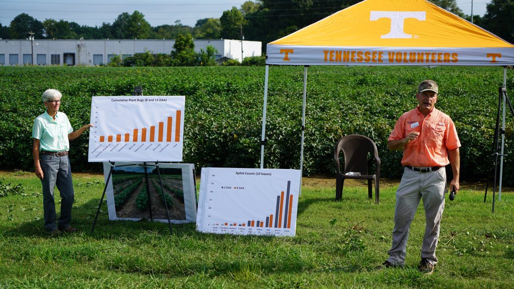 Scott Stewert gives a talk during an event. He is wearing orange and a tennessee volunteers canopy is popped up in the background for shade. Slides are presented as printed out posters on an easel and show aphid counts and cumulative plant bugs