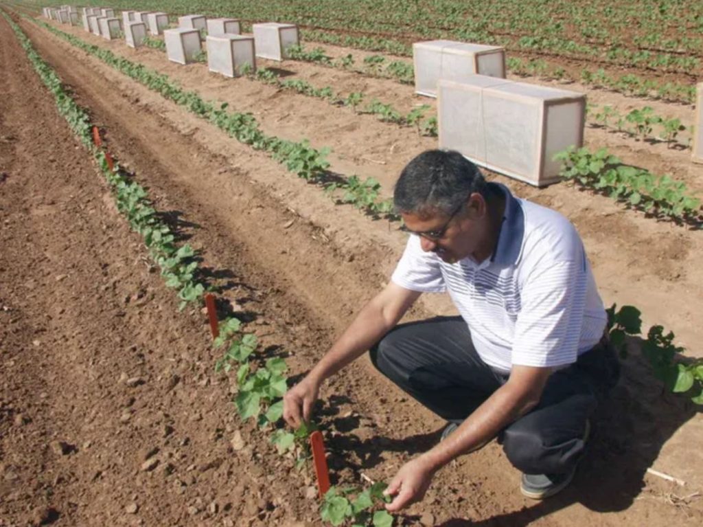 Dr. Megha Parajulee searches for insects in cotton plants at one of his Texas A&M Agrilife research fields