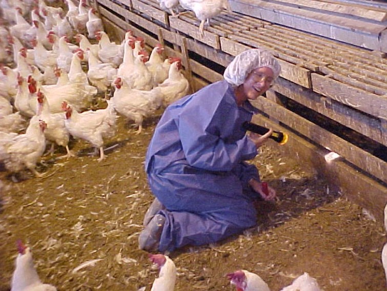 Nancy practices IPM among chickens