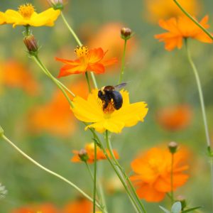 FoIPM 2025 Square Photo