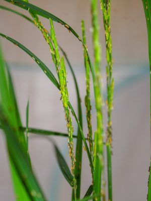 Rice delphacid adults and nymphs hanging in rice plants.